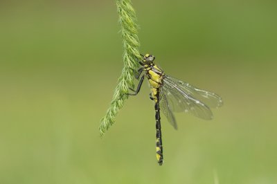 Beekrombout / Club-tailed Dragonfly