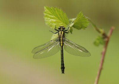 Beekrombout / Club-tailed Dragonfly