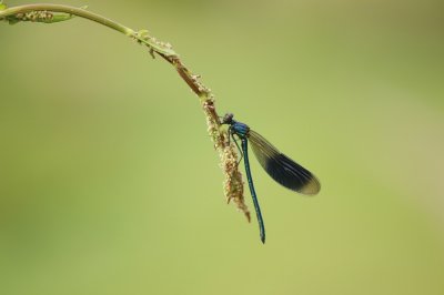 Weidebeekjuffer / Banded Demoiselle