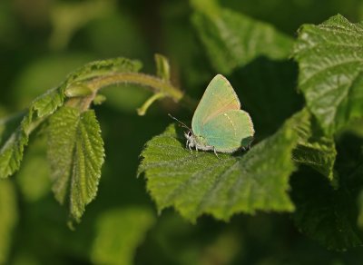 Groentje / Green Hairstreak