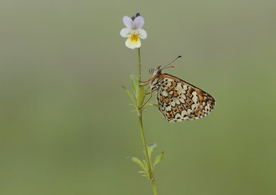 Veldparelmoervlinder / Glanville Fritillary