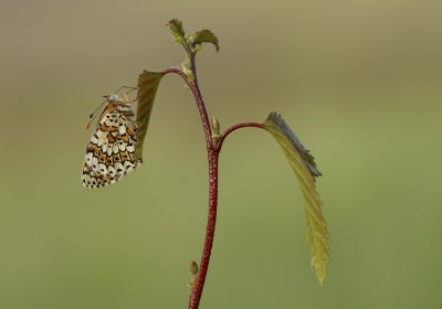Veldparelmoervlinder / Glanville Fritillary