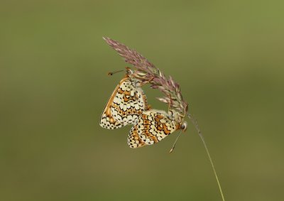 Veldparelmoervlinder / Glanville Fritillary