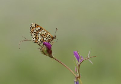 Veldparelmoervlinder / Glanville Fritillary