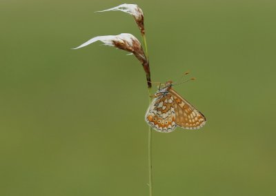 Moerasparelmoervlinder / Marsh Fritillary