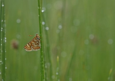 Moerasparelmoervlinder / Marsh Fritillary