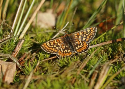 Moerasparelmoervlinder / Marsh Fritillary