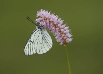 Groot Geaderd Witje / Black-veined White