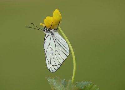 Groot Geaderd Witje / Black-veined White