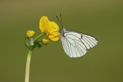 Groot Geaderd Witje / Black-veined White
