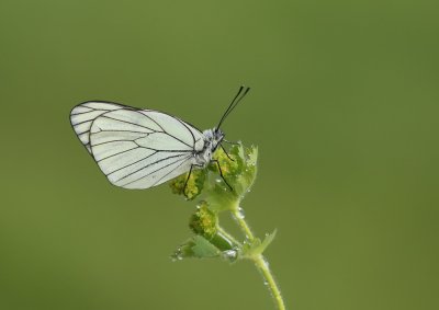 Groot Geaderd Witje / Black-veined White