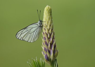 Groot Geaderd Witje / Black-veined White
