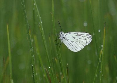 Groot Geaderd Witje / Black-veined White