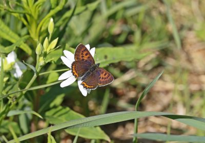 Blauwe Vuurvlinder / Violet Copper