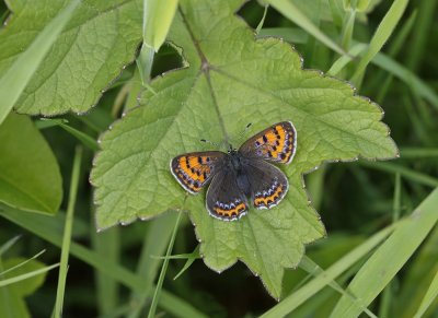 Blauwe Vuurvlinder / Violet Copper
