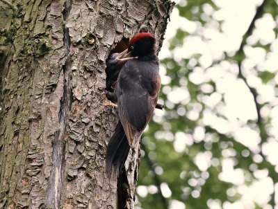 Zwarte Specht / Black Woodpecker