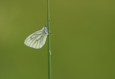 Klein Geaderd Witje / Green-veined White