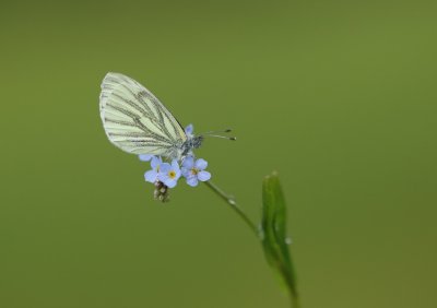 Klein Geaderd Witje / Green-veined White