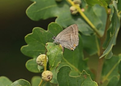 Eikenpage / Purple Hairstreak