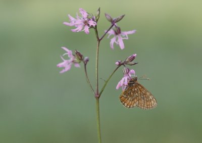 Moerasparelmoervlinder / Marsh Fritillary
