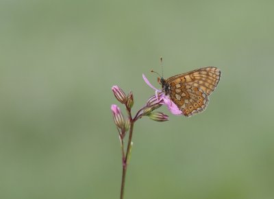 Moerasparelmoervlinder / Marsh Fritillary