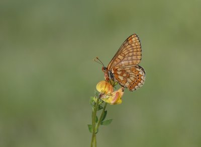 Moerasparelmoervlinder / Marsh Fritillary