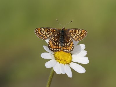 Moerasparelmoervlinder / Marsh Fritillary