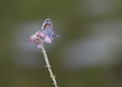 Heideblauwtje / Silver-studded Blue