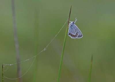 Heideblauwtje / Silver-studded Blue