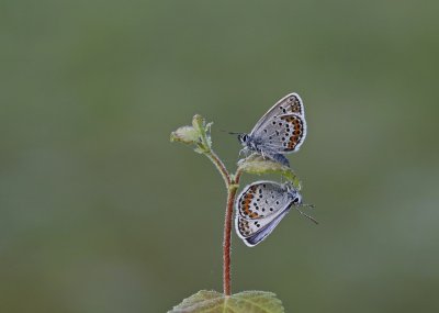 Heideblauwtje / Silver-studded Blue
