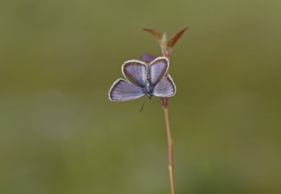 Heideblauwtje / Silver-studded Blue
