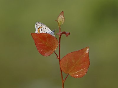 Heideblauwtje / Silver-studded Blue