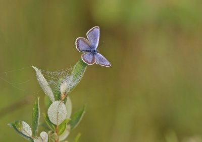 Heideblauwtje / Silver-studded Blue