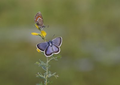 Heideblauwtje / Silver-studded Blue