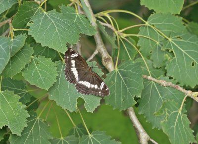 Kleine IJsvogelvlinder / White Admiral