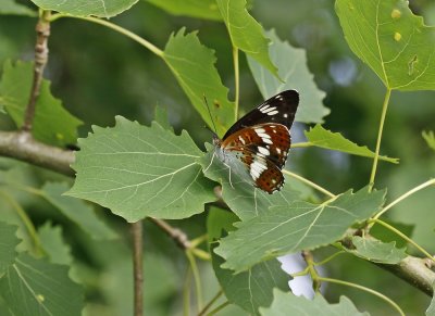 Kleine IJsvogelvlinder / White Admiral