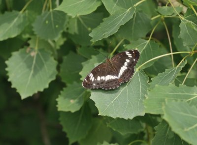 Kleine IJsvogelvlinder / White Admiral