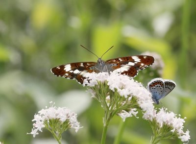 Kleine IJsvogelvlinder / White Admiral