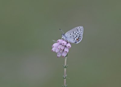 Veenbesblauwtje / Cranberry Blue