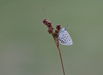 Veenbesblauwtje / Cranberry Blue