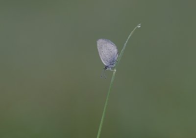 Dwergblauwtje / Little Blue, Small Blue