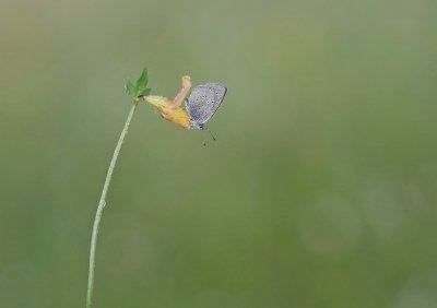 Dwergblauwtje / Little Blue, Small Blue