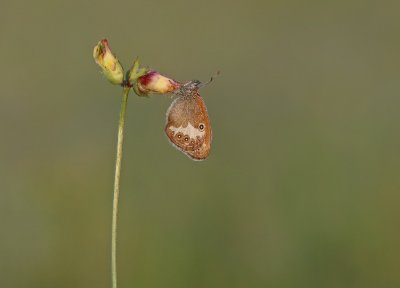 Tweekleurig Hooibeestje / Pearly Heath 