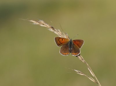Rode Vuurvlnder / Purple-edged Copper