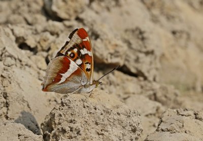 Grote Weerschijnvlinder / Purple Emperor