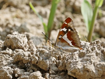 Grote Weerschijnvlinder / Purple Emperor