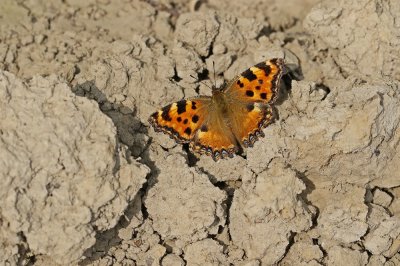 Grote Vos / Large Tortoiseshell