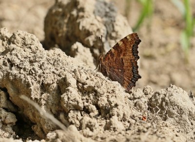 Grote Vos / Large Tortoiseshell