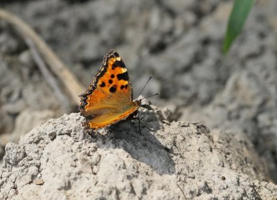 Grote Vos / Large Tortoiseshell