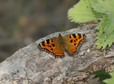 Grote Vos / Large Tortoiseshell